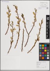 Foto von Salix fragilis L.